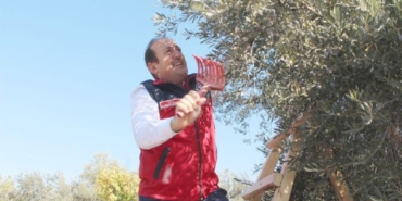 Mersin Anıt ağaçtan zeytin hasadı!