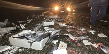 Bartın’da binlerce palamut yola savruldu