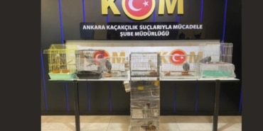 Çanakkale'de kaçakçılık operasyonu: 63 papağana el konuldu