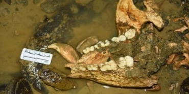 Çin’de 100 bin yıllık panda fosili bulundu