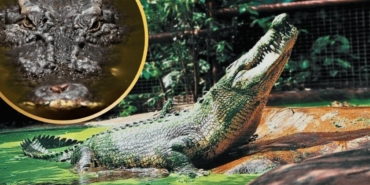 Dünyanın en meşhur timsahı 110 yaşında öldü