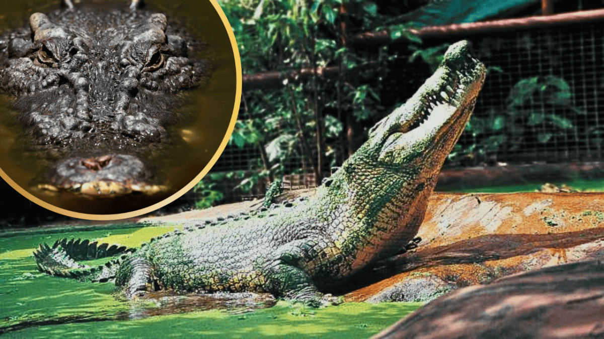 Dunyanin En Buyuk Tutsak Timsahi Cassius Hayatini Kaybetti.webp copy-of-add-a-subheading-11-1200x675.webp