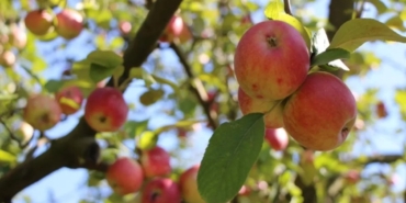 Elma Tüketimi: Faydalar ve Dikkat Edilmesi Gerekenler