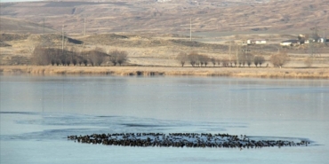 Hafik Gölü'nün yüzeyi buz tuttu! Hava sıcaklığı sıfırın altına düştü