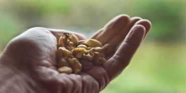 Her Gün Bir Avuç Kuruyemiş, Demans Riskini Azaltır!