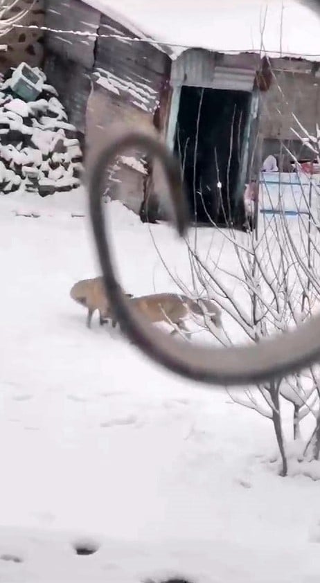 Tilkiler Bahçede Oynamakta