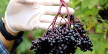 Kara Mürver: Kolon Kanserine Umut Olabilir mi?