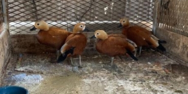 Yasak kuşu besledi gözaltına alındı