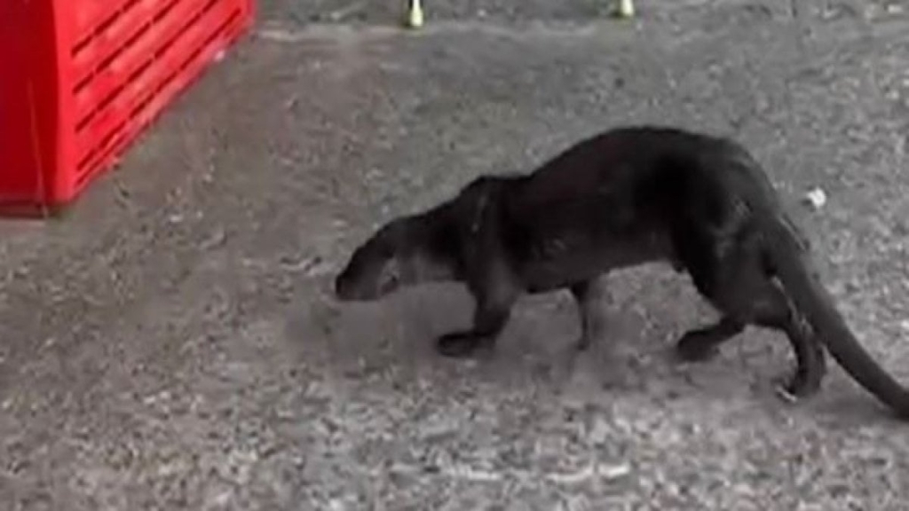 Su samuru iş yerine girdi