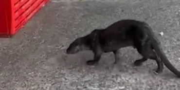 Su samuru iş yerine girdi