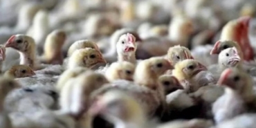 Kuş Gribi Tehdidi: Enfeksiyon Riski Artıyor!