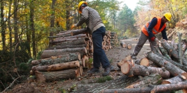 Orman Genel Müdürlüğü 9 geçici işçi alacak