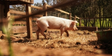 Oregon'da Domuzda H5N1 Kuş Gribi Tespit Edildi!