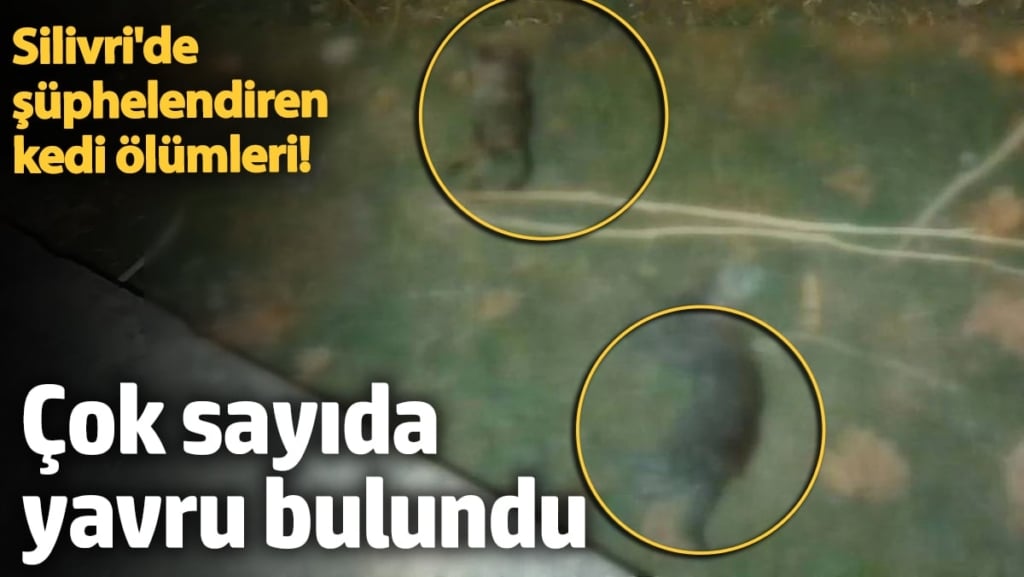 Silivri'de şüphelendiren kedi ölümleri! Çok sayıda yavru bulundu