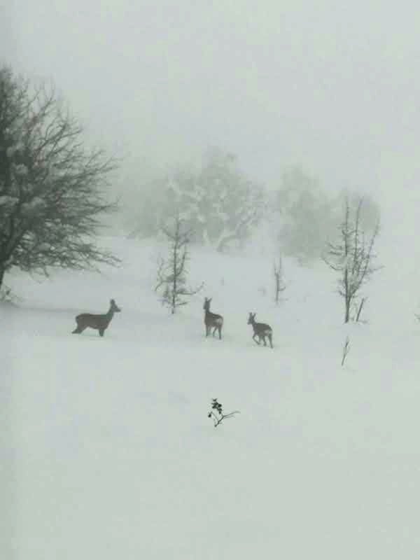 Karaca Görüntüsü