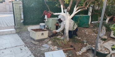 Gurbetçinin evini arılar bastı