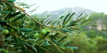 Zeytin Yaprağı: Grip ve Soğuk Algınlığına Umut!