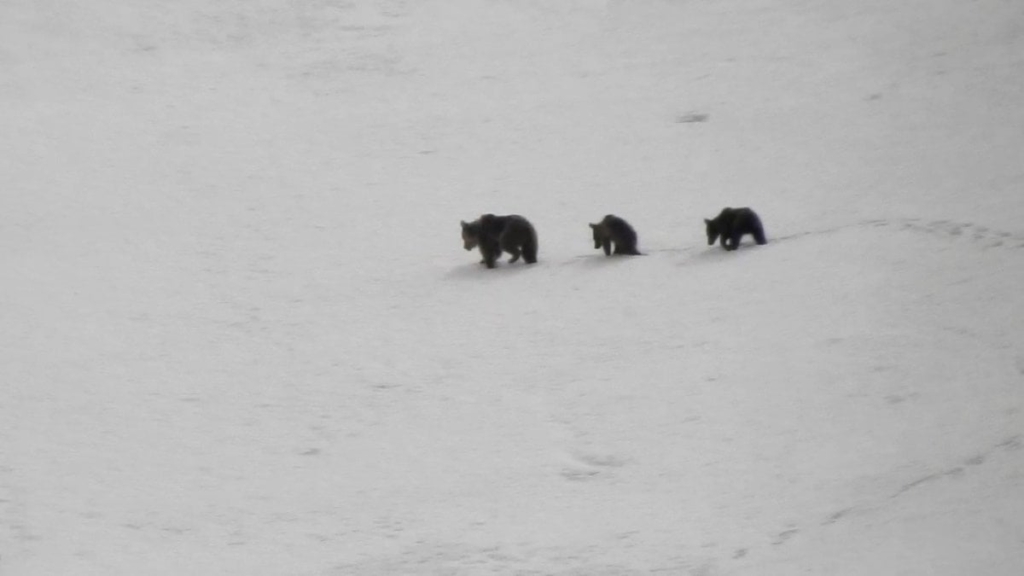 Aç kalan ayılar kış uykusuna yatamadı