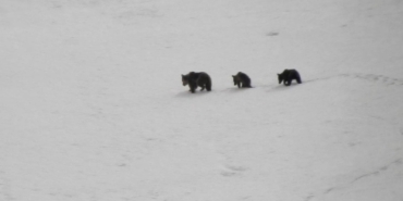 Aç kalan ayılar kış uykusuna yatamadı