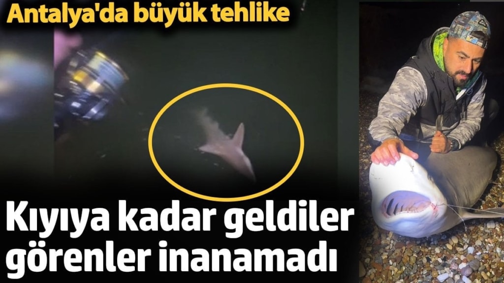Antalya'da büyük tehlike. Kıyıya kadar geldiler görenler inanamadı