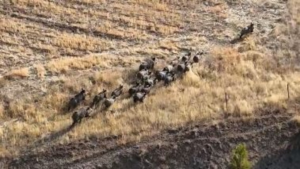 Bitlis'te domuz sürüsü