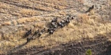 Bitlis'te domuz sürüsü
