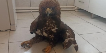 Kartalın kanadı kırıldı