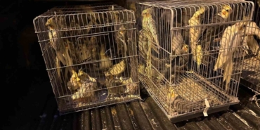 Tekirdağ’da hayvan kaçakçılarına operasyon