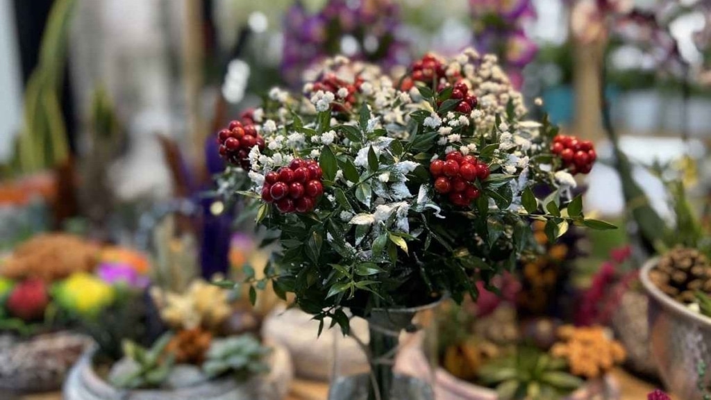 Kokina çiçekleri yılbaşına hazır! Fiyatı dudak uçuklattı