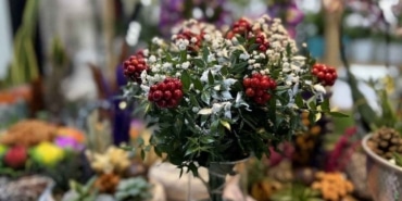 Kokina çiçekleri yılbaşına hazır! Fiyatı dudak uçuklattı