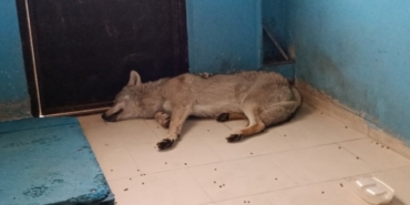 Bitlis'te yaralı kurt tedavi altında