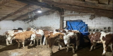 Kayseri'de büyükbaş hayvan dolandırıcıları yakalandı