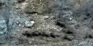 Aç kalan domuz sürüsü yerleşim bölgesine indi