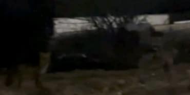 Edirne’de aç kalan tilkiler şehir merkezine indi