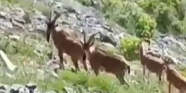 Yaban keçileri poz verdi