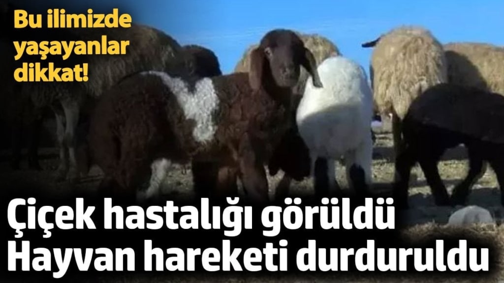 Kırşehir'de çiçek hastalığı! Hayvan hareketi durduruldu