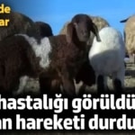 Kırşehir'de çiçek hastalığı! Hayvan hareketi durduruldu