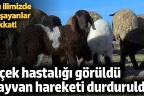 Kırşehir'de çiçek hastalığı! Hayvan hareketi durduruldu