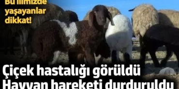 Kırşehir'de çiçek hastalığı! Hayvan hareketi durduruldu