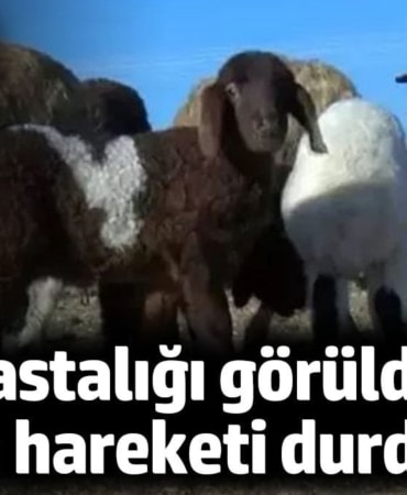 1274131 Kırşehir'de çiçek hastalığı! Hayvan hareketi durduruldu