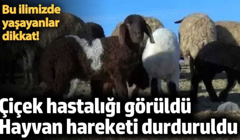 Kırşehir'de çiçek hastalığı! Hayvan hareketi durduruldu