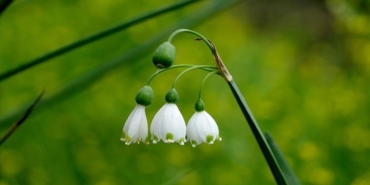 Doğal Çiçek Soğanı İhracatı Kısıtlandı