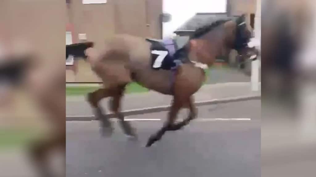 Hipodromdan kaçan yarış atı dörtnala yolda koştu