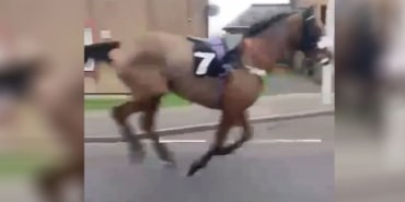Hipodromdan kaçan yarış atı dörtnala yolda koştu
