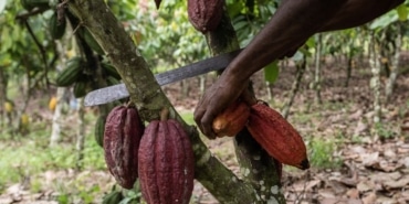 Kakao Fiyatları Rekor kırdı