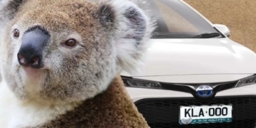 Avustralya hükümetinden koala bakıcılarına plaka desteği