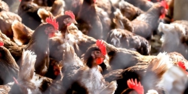 Kuş Gribi: İngiltere Hazırlanıyor