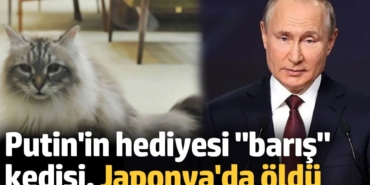 Putin'in hediyesi "barış" kedisi, Japonya'da öldü